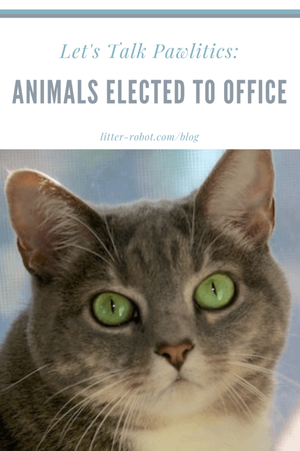 grey tabby cat with green eyes - animals elected to office