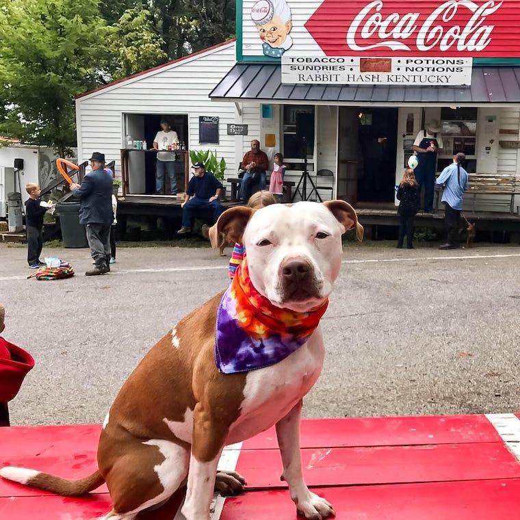 pitbull dog mayor outside Rabbit Hash General Store