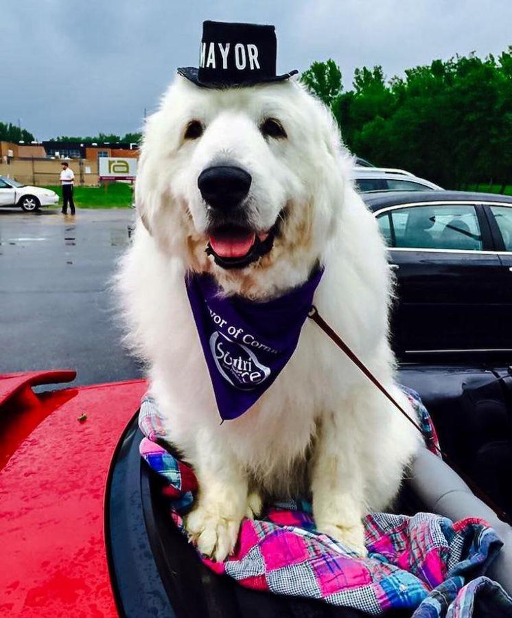 Great Pyrenees dog mayor in a top hat