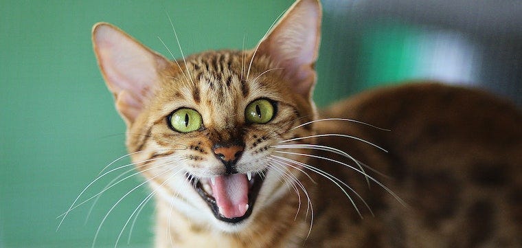 bengal cat hissing