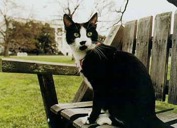 Tuxedo cat with White House in background