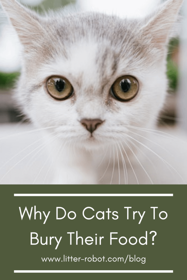 white cat with brown eyes - why do cats try to bury their food?