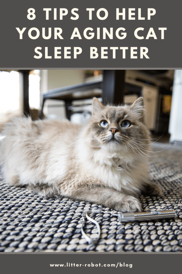 white Siberian cat on the floor with a laser pointer - 8 tips to help your aging cat sleep better