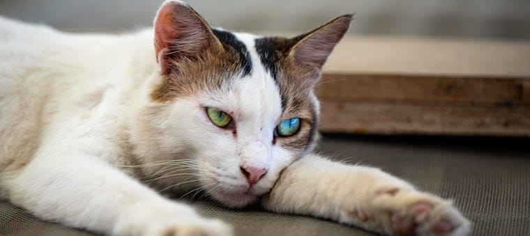 What Secondhand Smoke Does To Your Pets