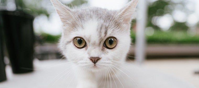 Why Do Cats Try To Bury Their Food?