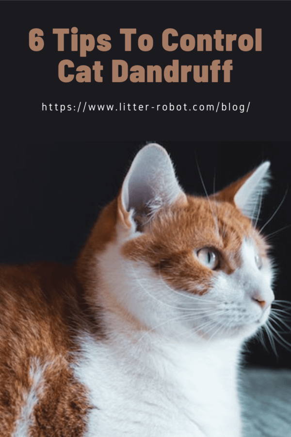 orange and white tabby cat - 6 tips to control cat dandruff