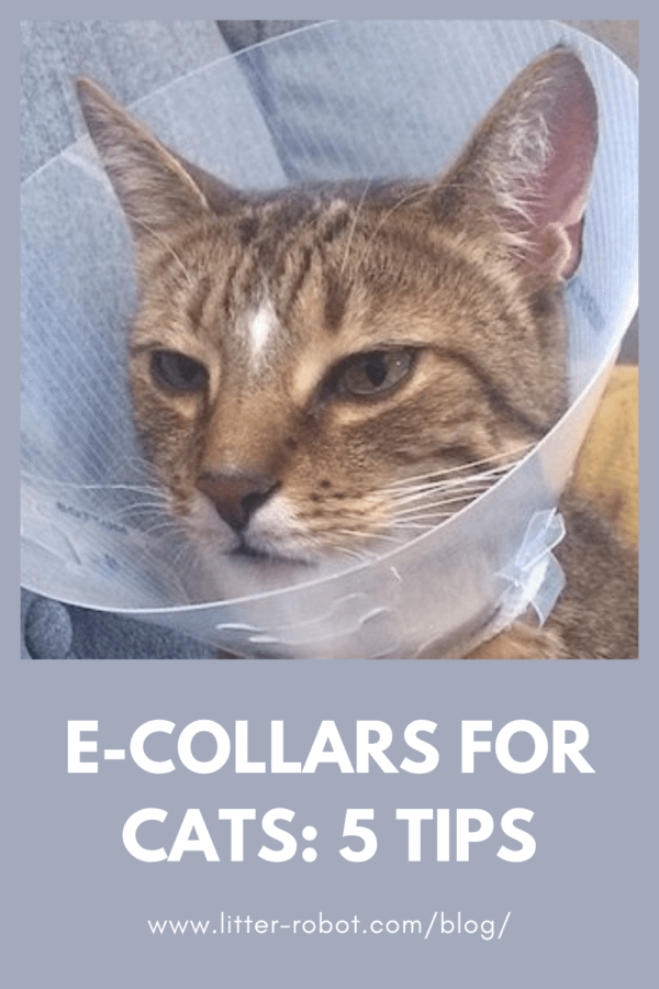 E Collars for Cats 5 Tips Learn more on Litter Robot Blog