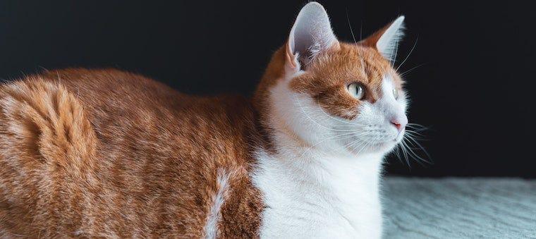6 Tips To Control Cat Dandruff