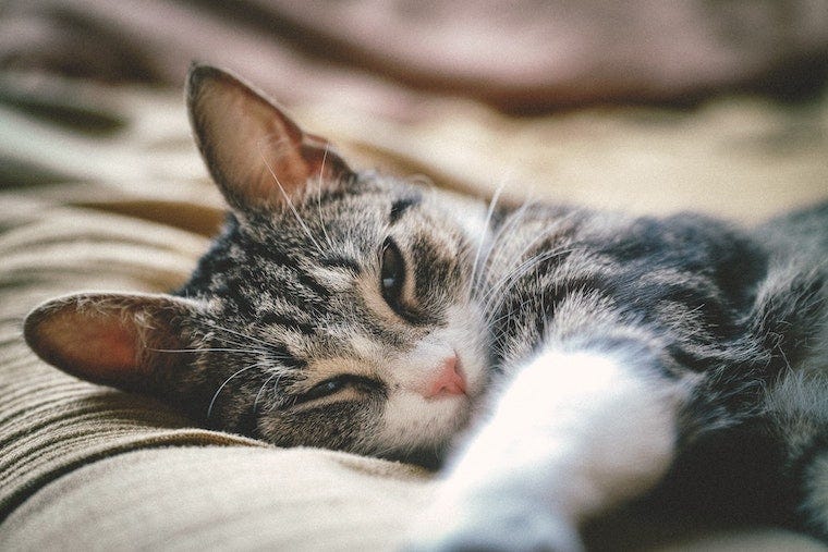 Brown tabby cat lying sleepily on bed - cat behavior after surgery