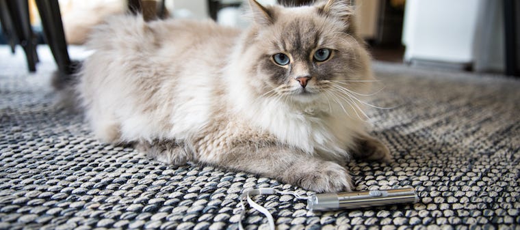 Why Do Cats Like Lasers So Much?