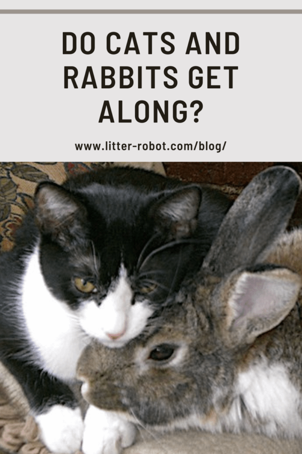 tuxedo cat and large brow rabbit cuddle together - do cats and rabbits get along?