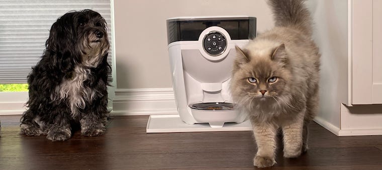 Can Cats Eat Dog Food?