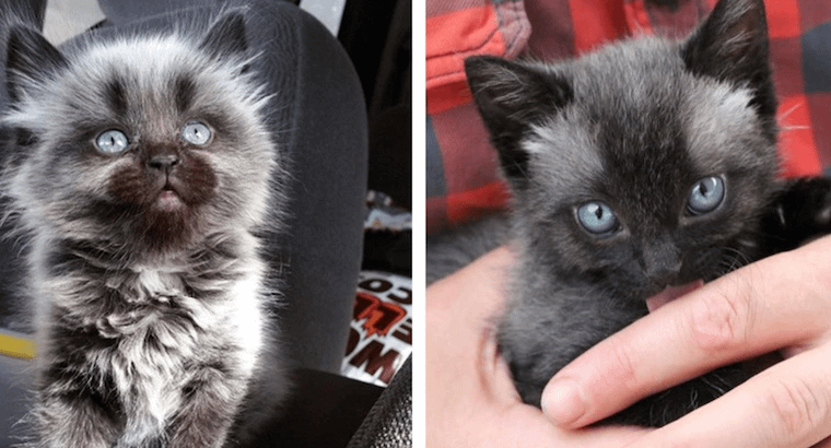 two fever coat cat kittens