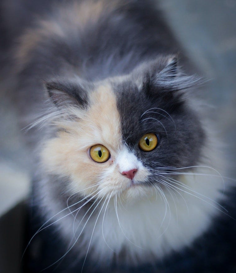 Longhair calico cat - cat coat genetics