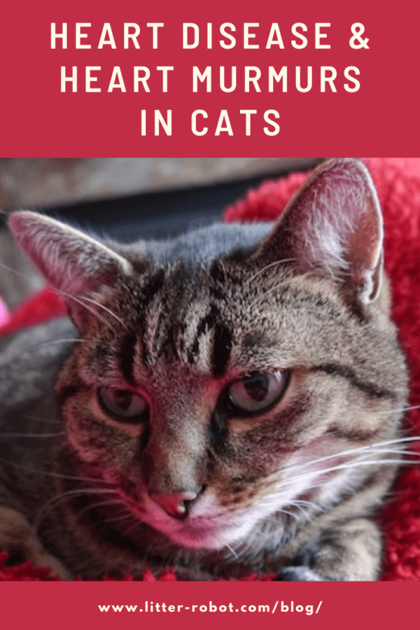 tabby cat on red blanket - heart disease and heart murmurs in cats
