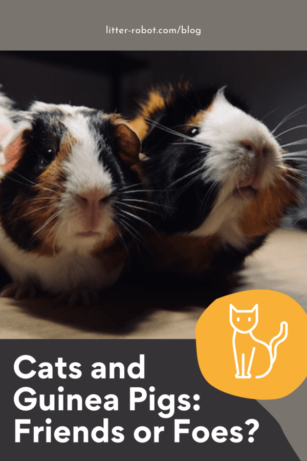 Do cats get along with guinea orders pigs