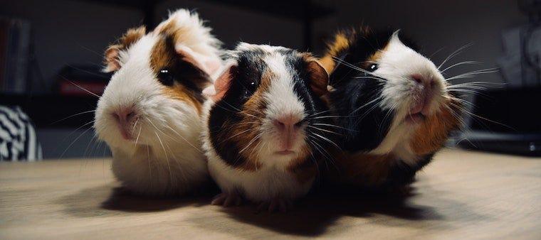 Do Cats and Guinea Pigs Get Along Litter Robot