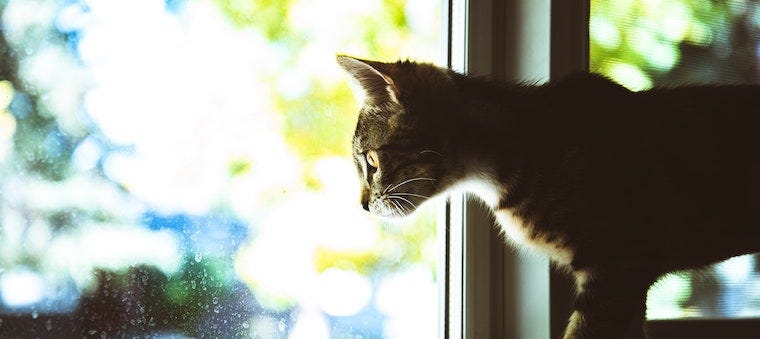 Bored Kitty? Get a Bird Feeder for Cats!