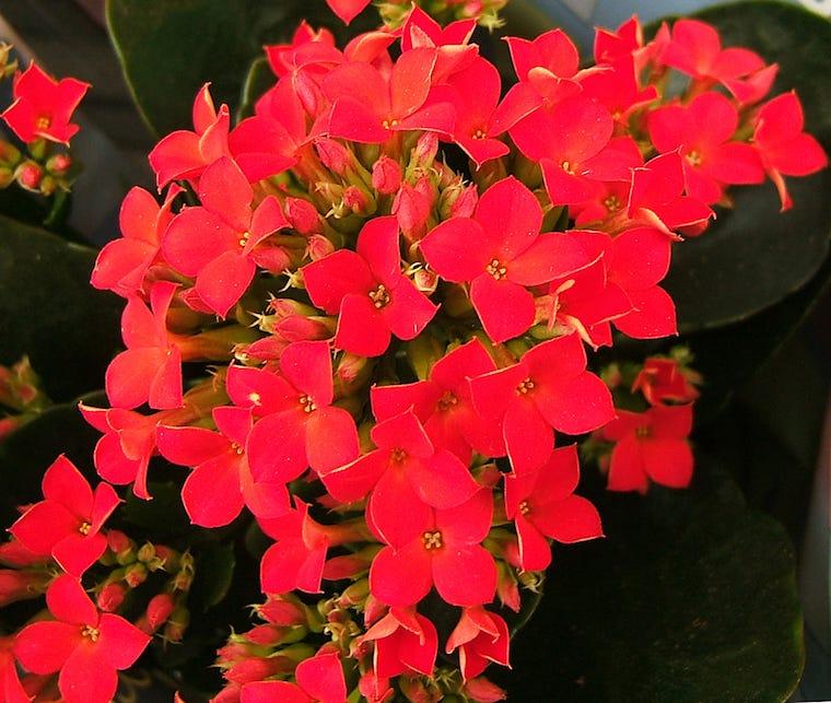 Kalanchoe - plants toxic to cats