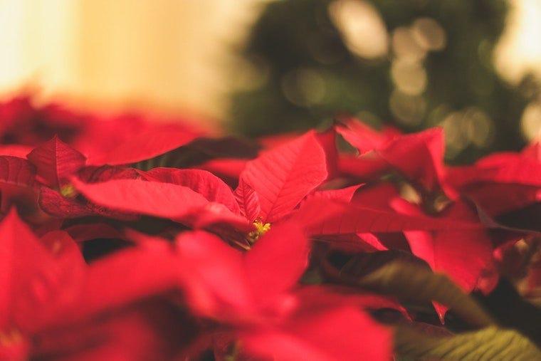 Poinsettias - plants toxic to cats