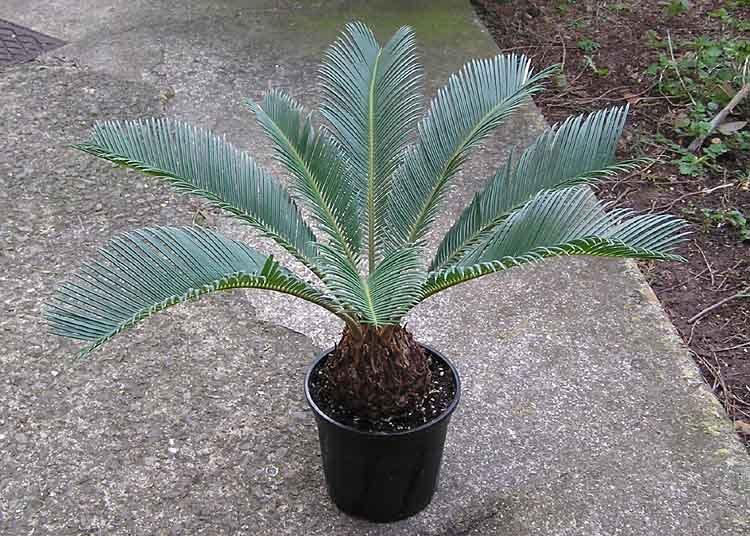 Sago palm - plants toxic to cats