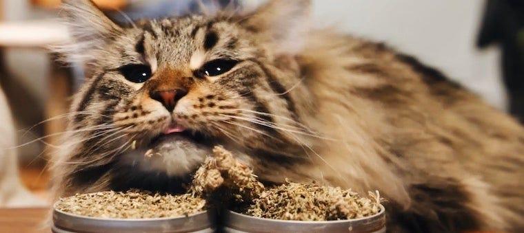 Silver Vine & Catnip: Mosquito Repellents?