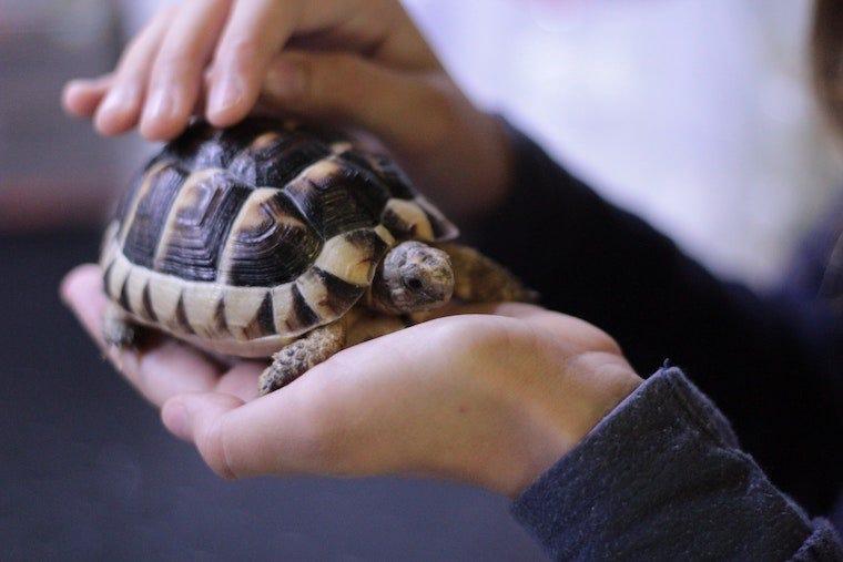 pet turtle held in two hands - can cats salmonella from turtles?