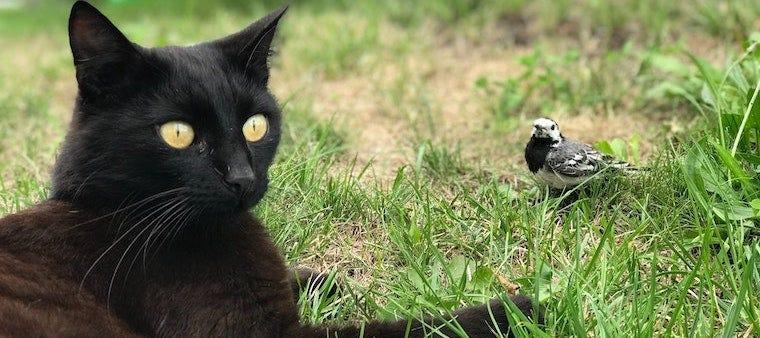Can Cats Get Salmonella?