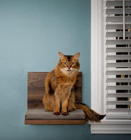 Abyssinian cat on cat shelf - best cat scratching post