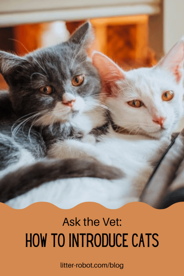 Grey tuxedo cat and white cat cuddling together - how to introduce cats