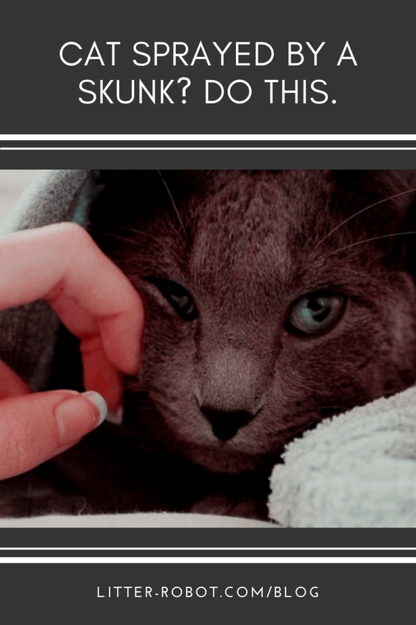Russian Blue cat wrapped in a towel being pet by human hand - cat sprayed by a skunk? do this