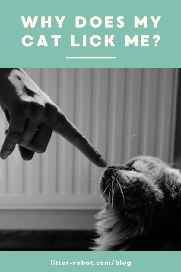 Longhaired cat sniffing human finger - why does my cat lick me?