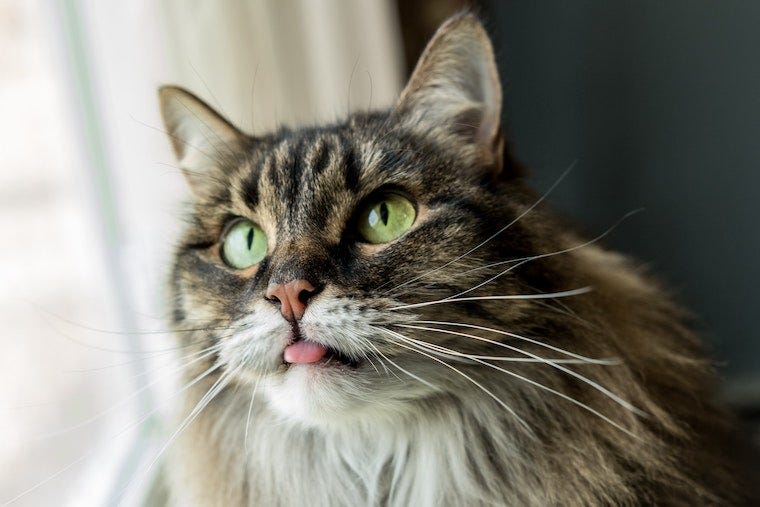 Maine Coon cat with tongue sticking out - why do cats lick people?
