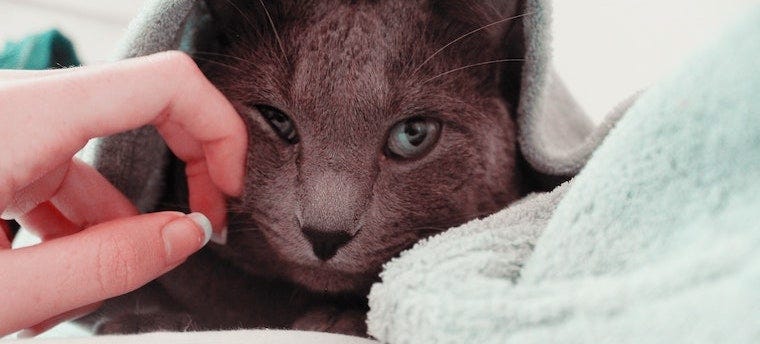 Cat Sprayed By A Skunk? Do This