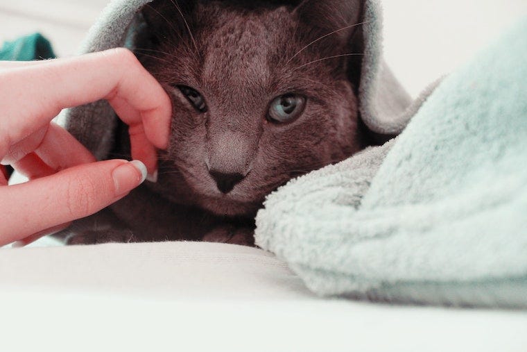 Russian Blue cat wrapped in a towel being pet by human hand