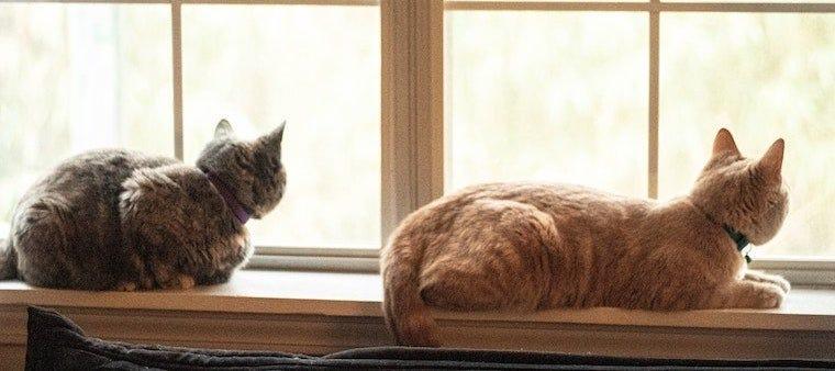 grey tabby and orange tabby looking out windows