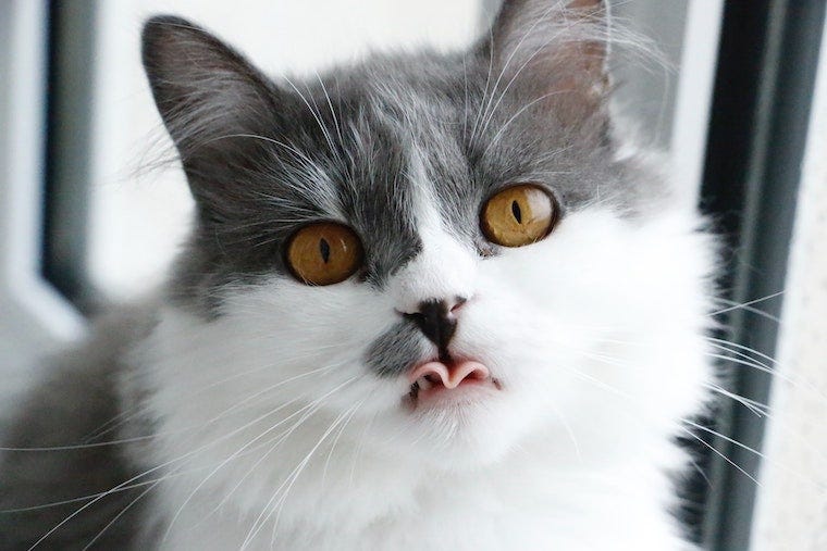 White and grey cat with tongue sticking out - why does my cat lick me?