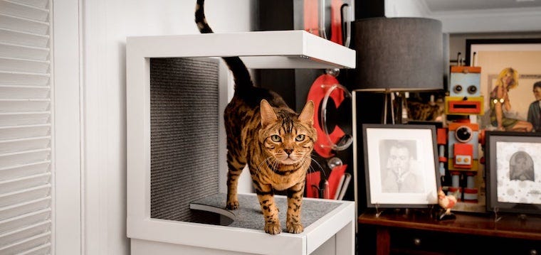 bengal cat on cat tower