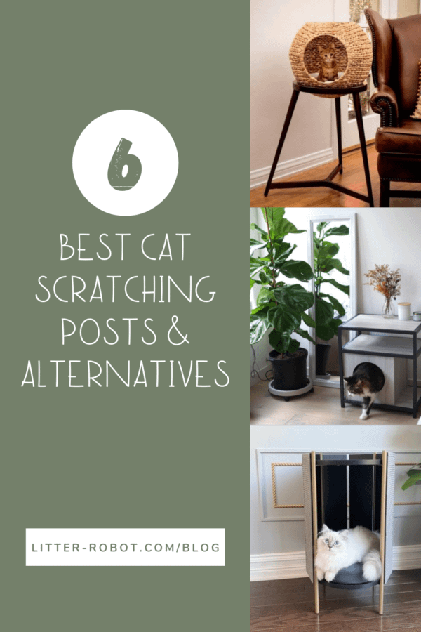 6 best cat scratching posts and alternatives
