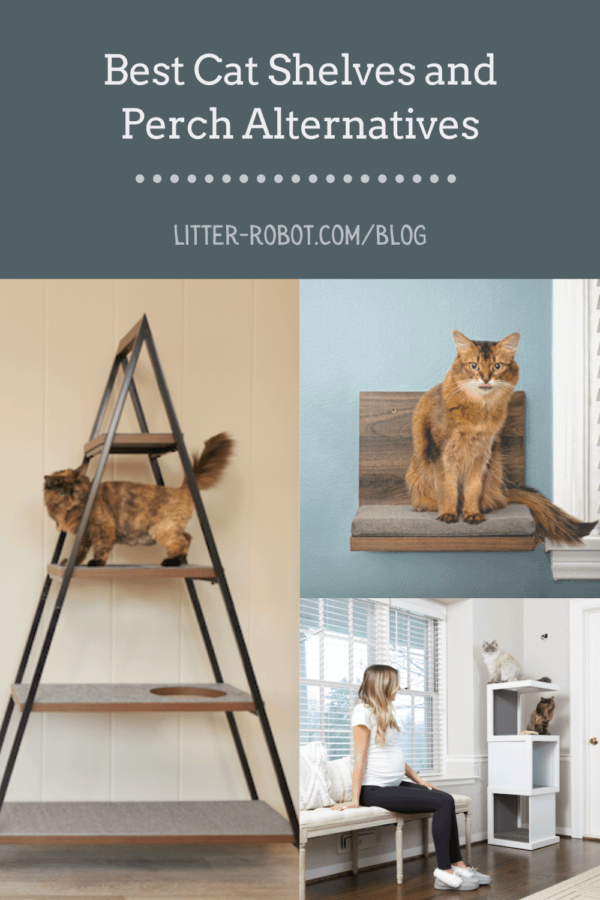 Cats on cat shelves, cat towers, cat trees, and perch alternatives