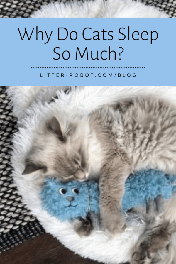 Siberian kitten sleeping in Litterbox.com furry cat sac with toy - why do cats sleep so much?