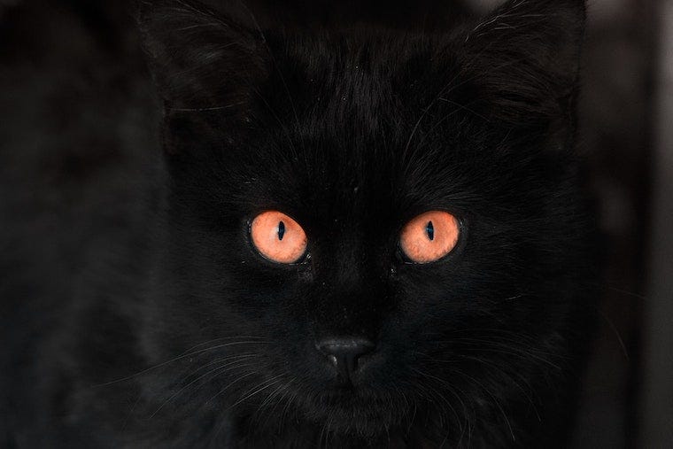Black cat in darkness - can cats see in total darkness?