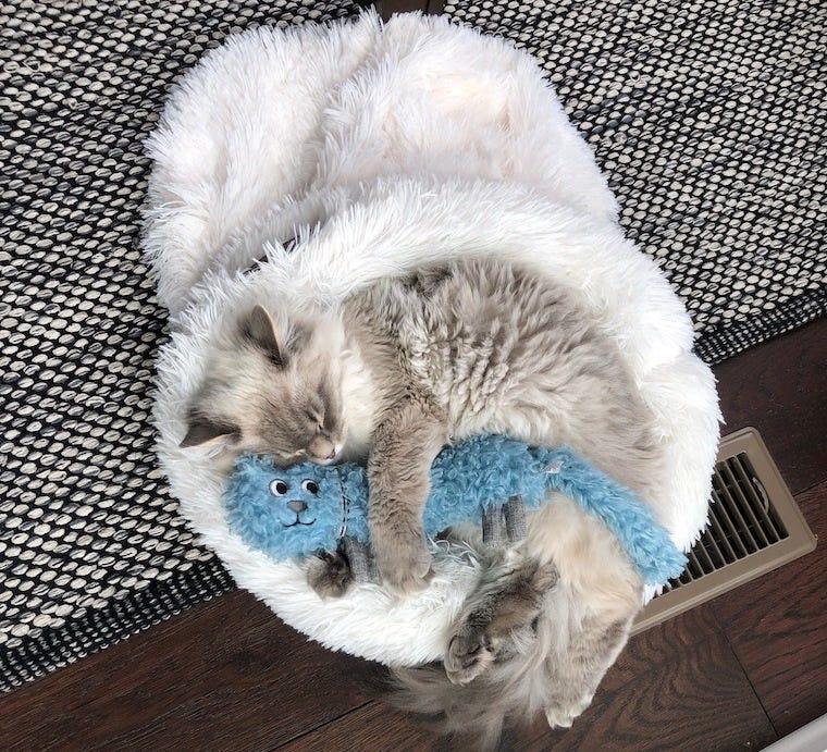 Siberian kitten sleeping in Litterbox.com furry cat sac - why do cats sleep so much?