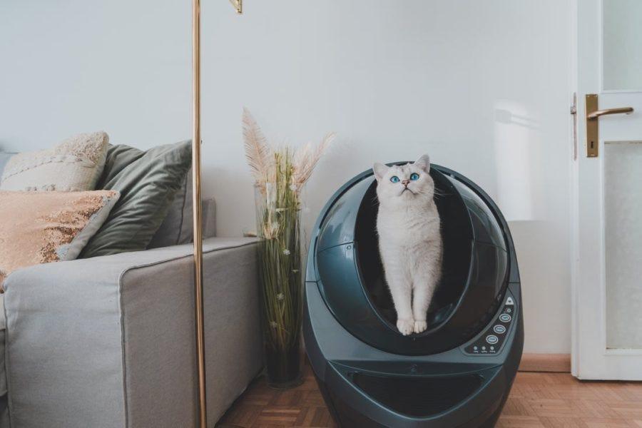 White cat inside grey Litter-Robot 3 Connect automatic litter box