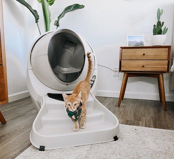 Orange tabby cat standing on Litter-Robot ramp