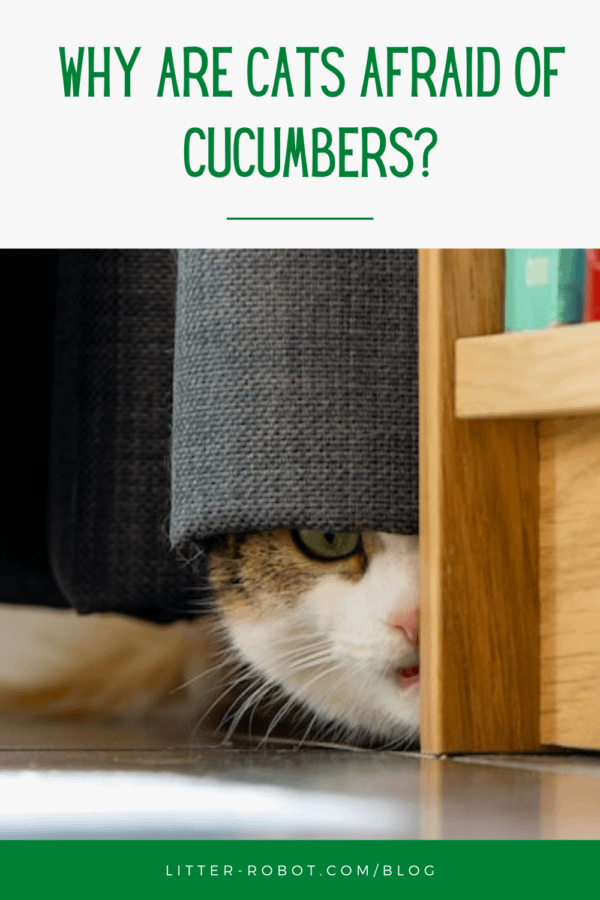 cat hiding behind curtain - why are cats afraid of cucumbers?