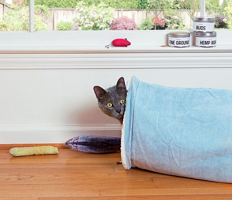 Russian Blue cat inside corduroy cat tunnel - best cat toys