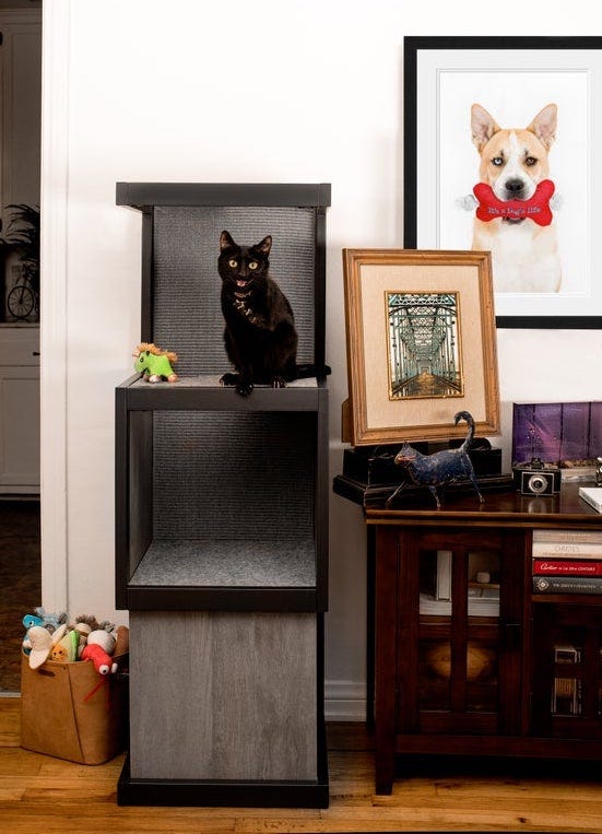black cat on cat tower - best cat toys