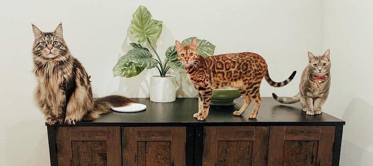 Where To Put a Litter Box: Top 10 Cat Litter Box Placement Ideas