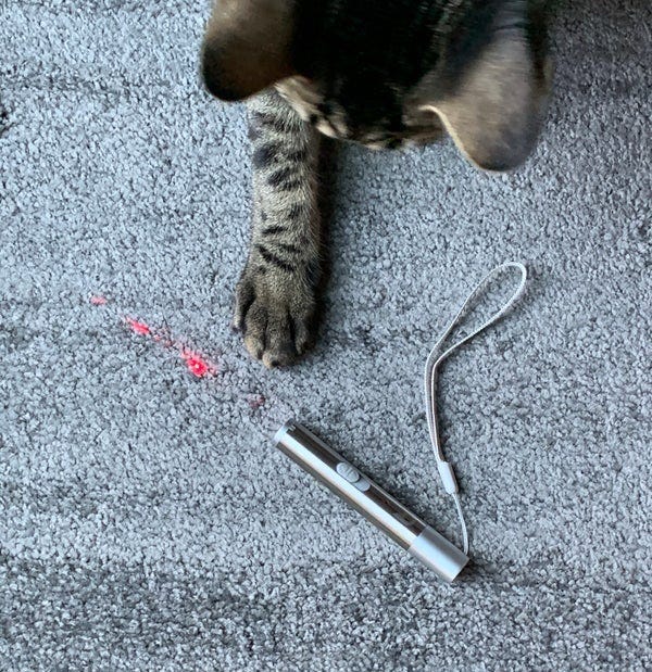 tabby cat with rechargeable laser pointer - best cat toys